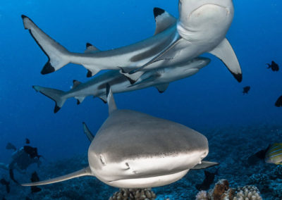 Requins pointe noire à Moorea avec Topdive©greglecoeur