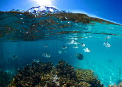 Tetiaroa - Top dive