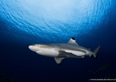 Requin pointe noire, Polynésie française © greglecoeur