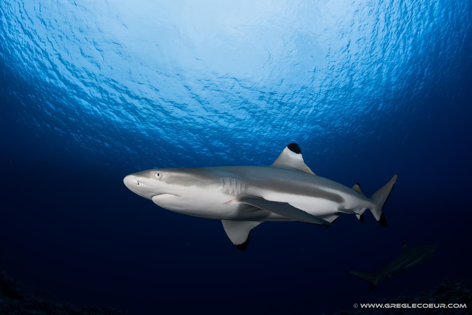 Requin pointe noire, Polynésie française © greglecoeur