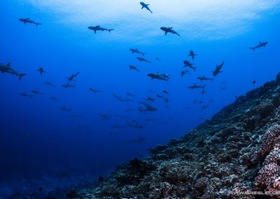 Topdive - Requins à Rangiroa