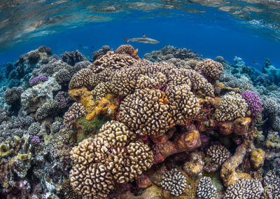 La beauté du récif de corail