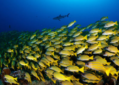 Des espèces de poissons de récif