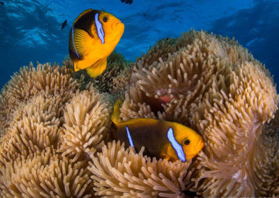 Anémones et poissons clowns