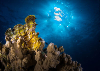 Corail sous la surface de la mer