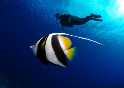 Plongeur et poisson à Bora bora - Topdive - copyright-frederique-legrand