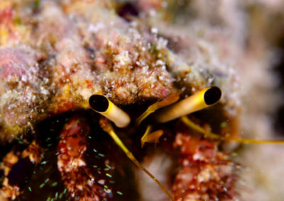 Coquillage de Bora bora-copyright-frederique-legrand