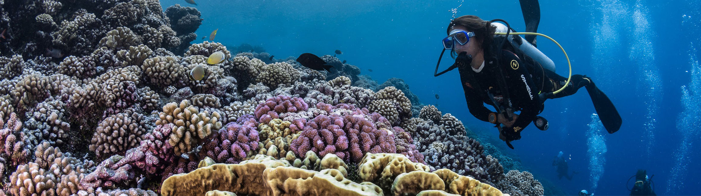 Réservez les plongées de votre voyage avec TOPDIVE