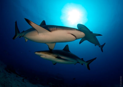 Requins en plongée avec Topdive