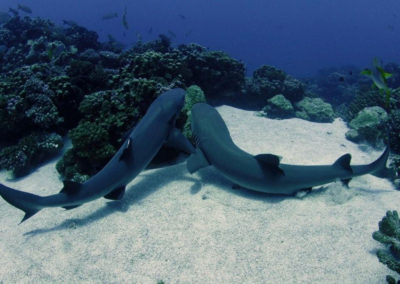 Requins dormeurs - Topdive