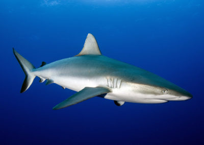 Tetiaroa - Requin Gris - Topdive - Photo T-Kotouc