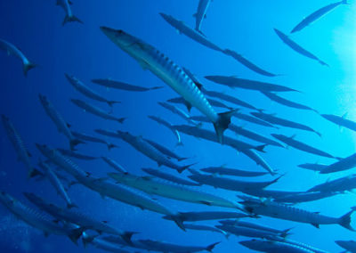 Barracudas à Tetiaroa en plongée avec TOPDIVE Polynésie -photo V.Truchet