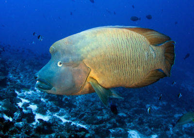 Tetiaroa - Napoléon - Topdive - photo T-Kotouc