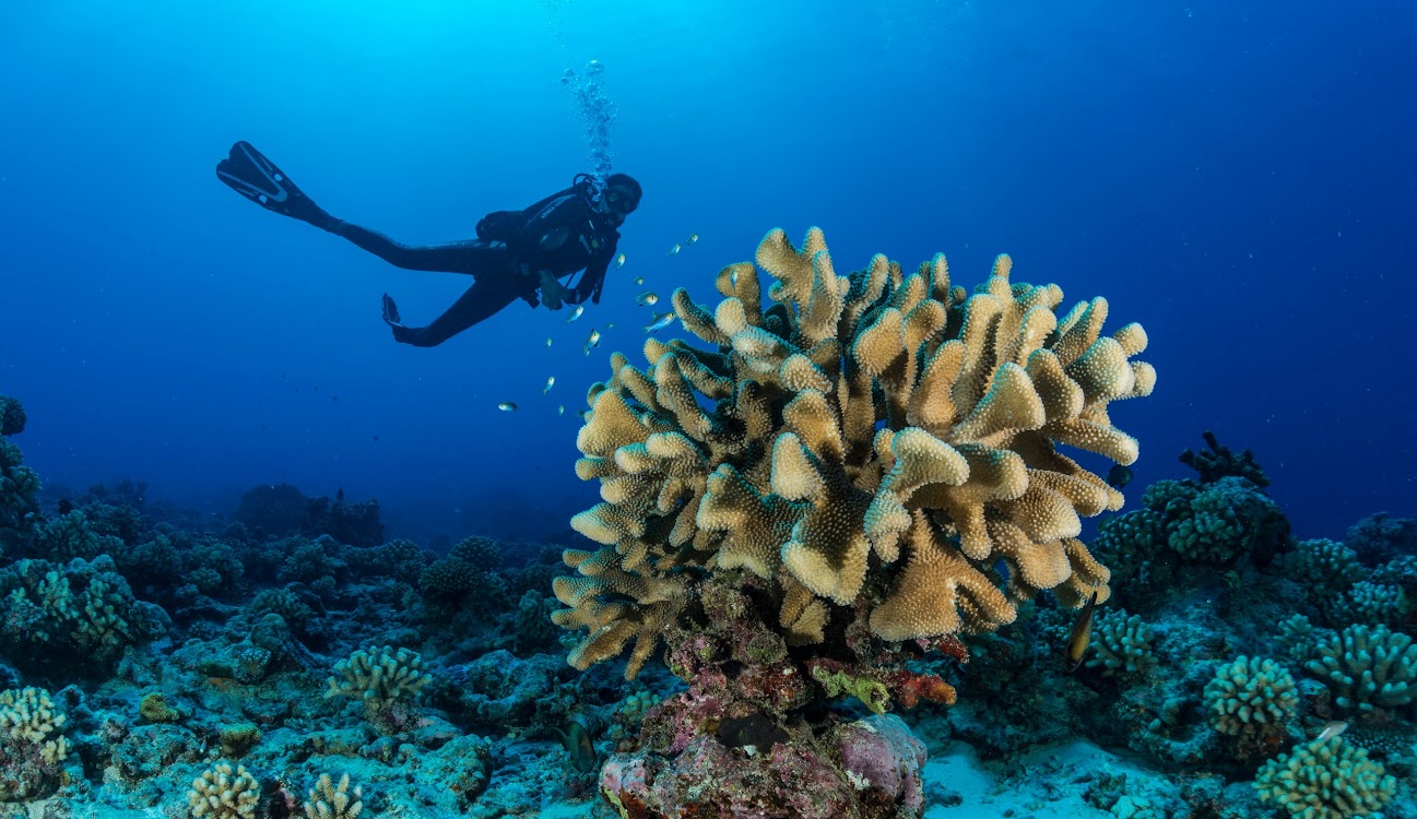 Palanquée à Moorea