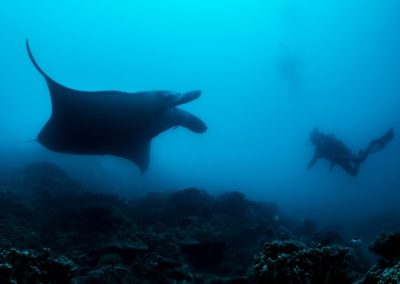 La raie Manta et le plongeur - Topdive