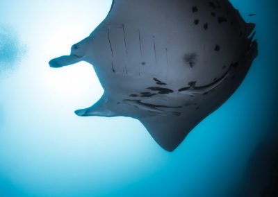 La raie Manta en Polynésie - Topdive