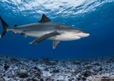 Requin Tapete - topdive