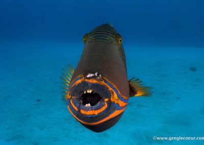 Plongée à Tikehau avec Topdive