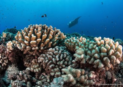 Massif coralien - Topdive