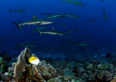 Requins de Fakarava - Topdive