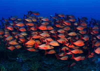 Fakarava Sud Banc de poissons rouges - Topdive