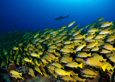 Faune subaquatique de Fakarava Sud - Topdive