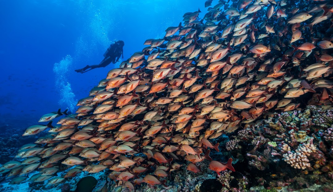 Palanquée à Moorea