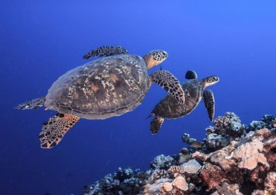 Plongée de découverte en Polynésie avec Topdive