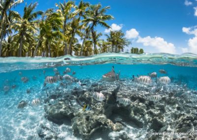 Snorkeling-a-Fakarava-avec-TOPDIVE---greglecoeur