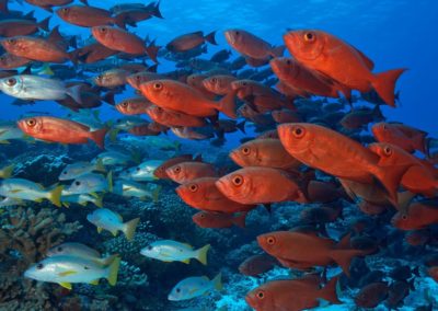 Poissons de Polynésie - Topdive