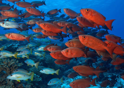 Topdive Fakarava banc de poissons rouge