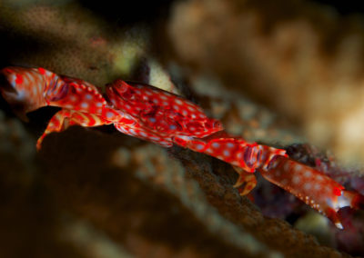 Tahiti-Arue-Crabe-Topdive