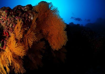 Tahiti Arue Madrépores - Corail Topdive