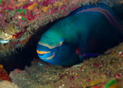 Tahiti-Arue-Poisson peroquet-Topdive