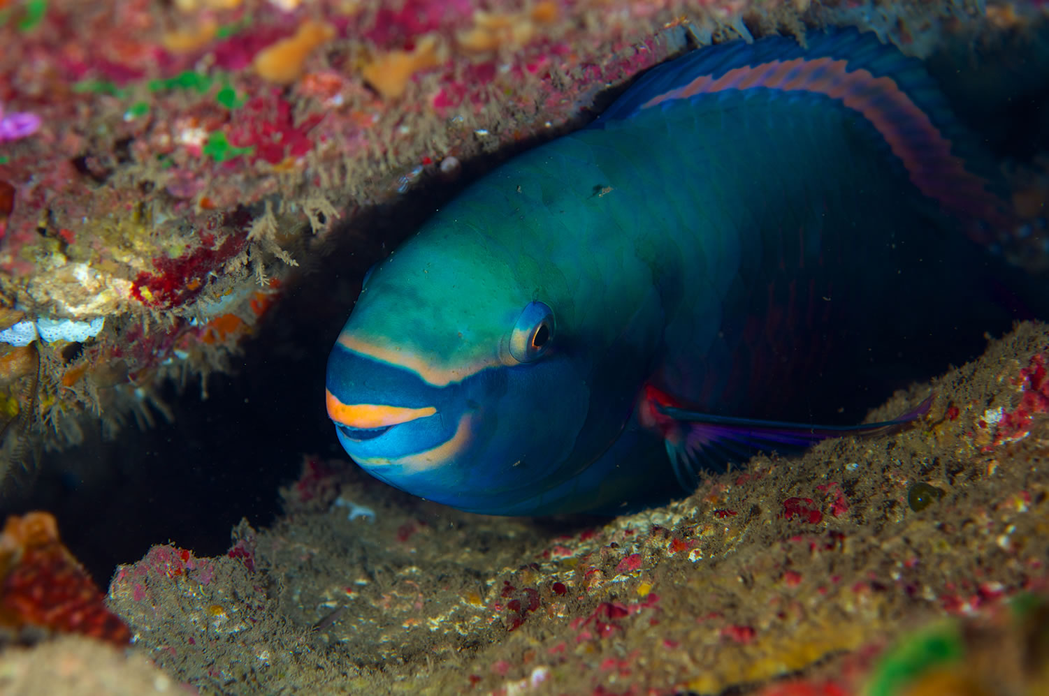 tahiti poissons