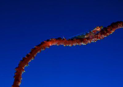 Tahiti-Arue-Topdive