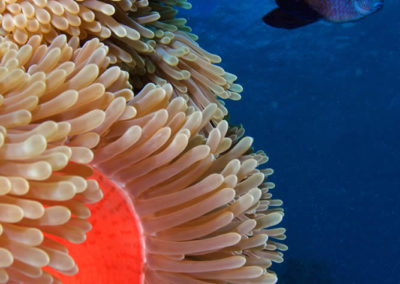 Aquarium de Tahiti, Anémone et poisson - Topdive