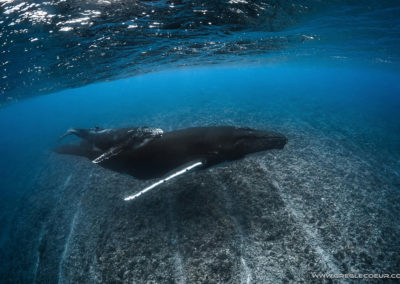 baleine-à-bosse-et-son-jeune