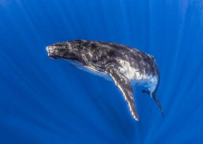 baleine-sous-la-surface-à-tahiti