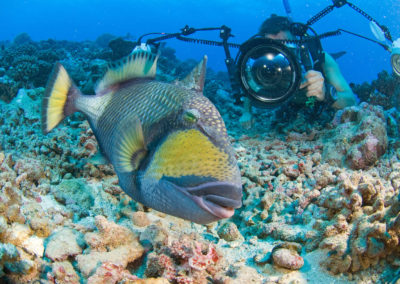 Baliste de Tahiti vue lors d'une plongée avec Topdive à Tahiti