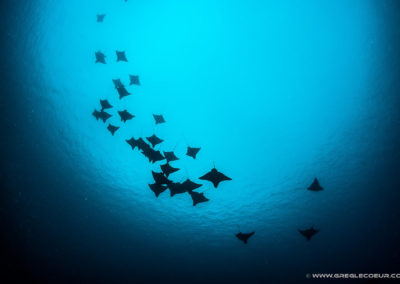 Banc de raies manta - Topdive Polynésie