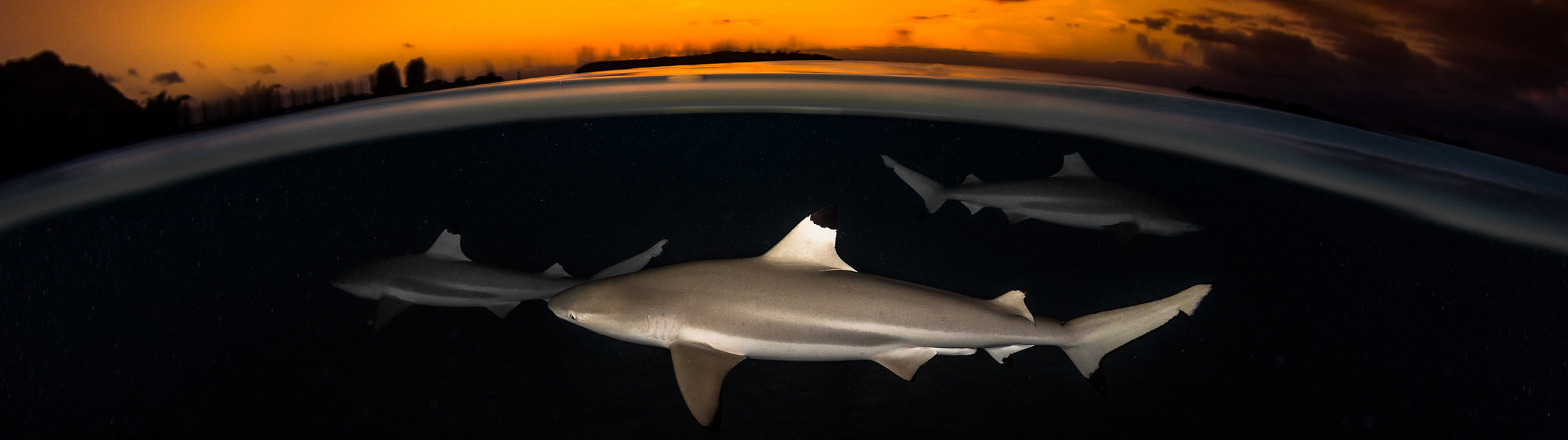 Requins pointe noir au coucher de soleil en Polynéise - TOPDIVE