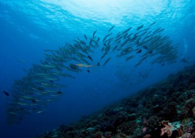 Bécunes de Heller © Vincent TRUCHET - TOPDIVE