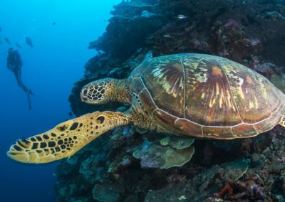 La tortue imbriquée - Topdive