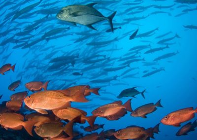 Poissons multicolores en plongée à Tikehau