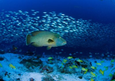 Les perches à raies bleues - Topdive