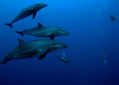 Le grand dauphin - topdive