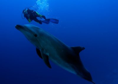 Le grand dauphin - topdive