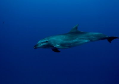 Le grand dauphin - topdive