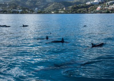 Dauphins à long bec de Polynésie